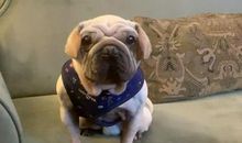 [开学征文]救狗大行动_650字