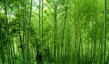 卷六·绿竹青青