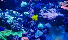 香港海洋公园_500字