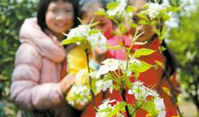 [PK赛]关于风景的作文：醉梨花_600字