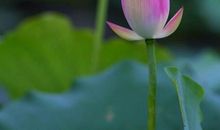 今生感恩成为来世的你_1000字