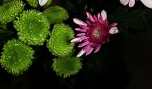 [PK赛]关于风景的作文：秋韵校园_900字