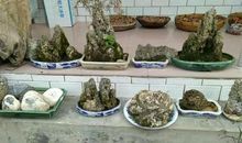 心中的翠竹_750字