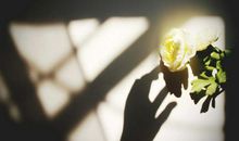 老师，我想为您摘一朵花_1500字