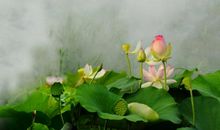 [PK赛]关于风景的作文：荷花湖_300字