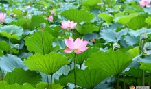 [PK赛]关于爱的作文：心的依恋_1000字