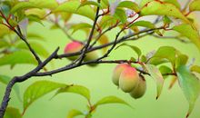 卷十·梅花横参