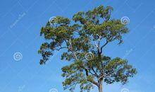 我想变成一棵大树_300字