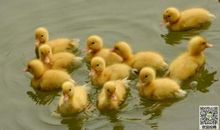 初一状物作文：小鸭子_650字