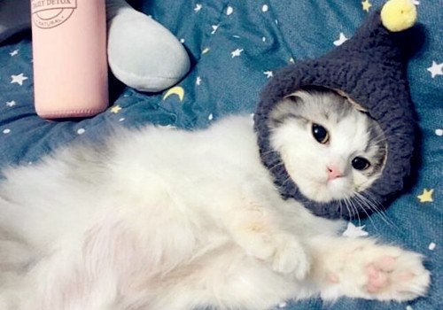 有趣的动物小猫二年级