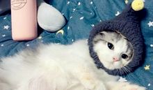 有趣的动物小猫二年级