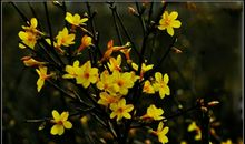 关于迎春花的作文：迎春花_650字