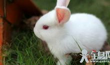 有趣的动物小白兔二年级