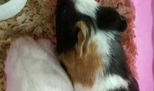 可爱的小豚鼠_1200字