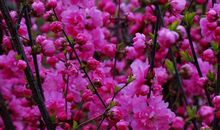 初一状物作文：我与绿叶有个约会_650字