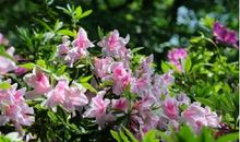 卷十·玉蕊杜鹃