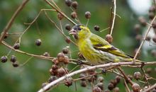 关于鸟的作文：两只小鸟_350字