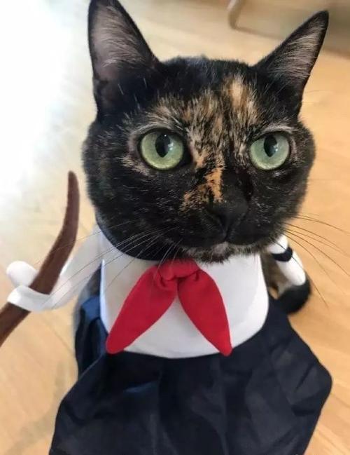 在邻居的小小猫