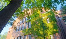 校园里的梧桐树_500字