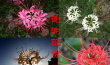 [超新星初中]当彼岸花从你世界经过_3000字