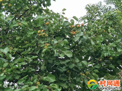 第16卷·继续树