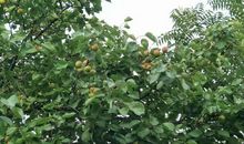 卷十六·续树萱录