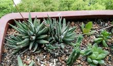 卷十二·汉士择所从