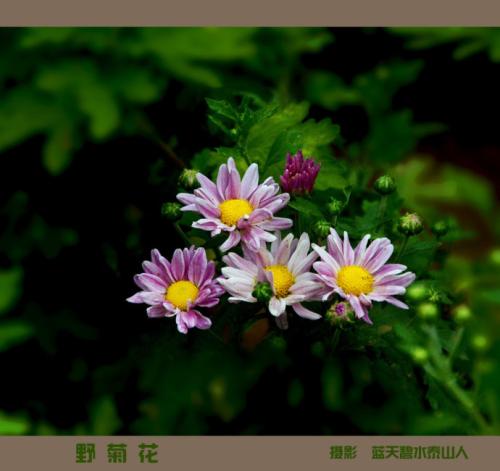 野生菊花_650字