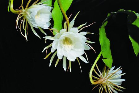 痰