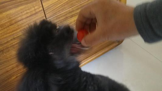 我家的特殊成员