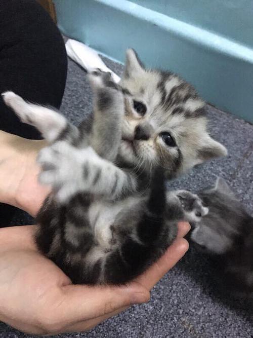 小猫寻找主人