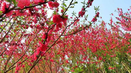 高一抒情散文：3月桃花像仙女_1200字样
