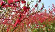 高一抒情散文：三月桃花似仙子_1200字