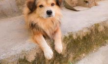 外婆家可爱的小狗_500字