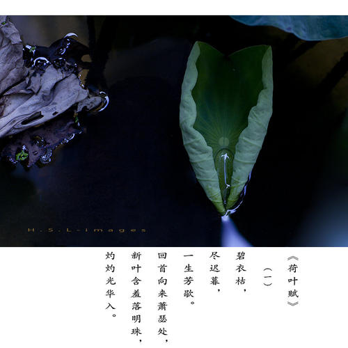 莲花