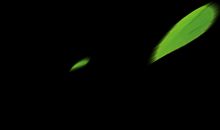 想念那年竹叶飘_1200字