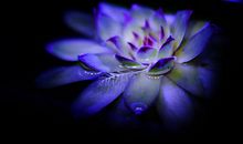 夜深风未静_1500字