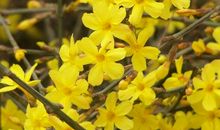 迎春花开了_600字