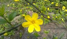 美丽的迎春花_650字