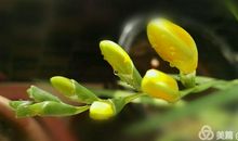 静等迎春花开_200字