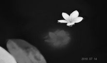 淡然与坚韧_800字