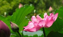 爱的荷梗_1200字