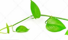 我心爱的绿萝作文400字