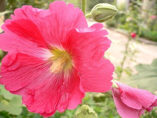 花笑了_250字