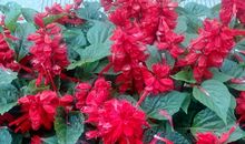 八月，被回想_200字