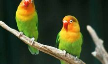 我喜欢的鹦鹉_300字