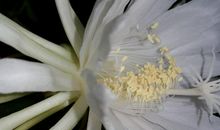 [时间征文]昙花_750字