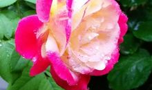 在骄艳的阳光下_750字