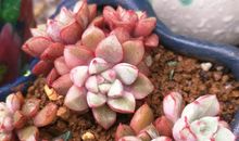 第一场春雨_350字