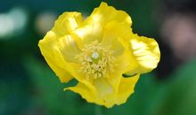 [我的烦恼]“恼人”的阳光_1200字